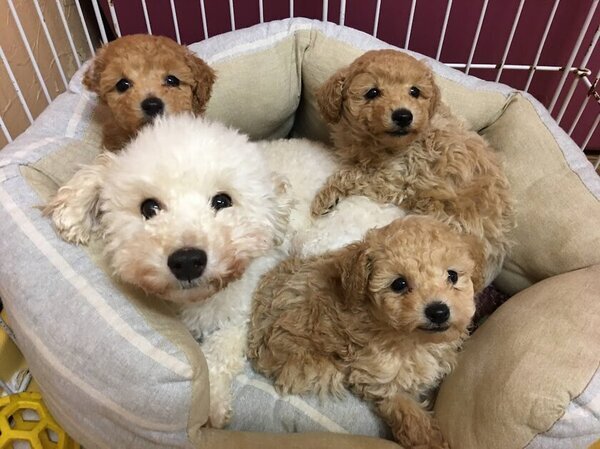 ＜新しい犬の買い方＞長期入院時には愛犬を無料でお預かり！高齢になっても安心して犬と暮らせる「セラピードッグ販売プラス」を開始