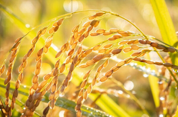 偏差値80のお米！？元高校教師の農家がプロデュース！合格祈願米「点高く」受験シーズンに向け一般販売開始　