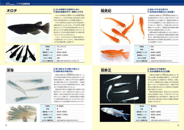 今、メダカ界が熱い！初心者からプロまで楽しめる情報誌『メダカFriend』が発売！