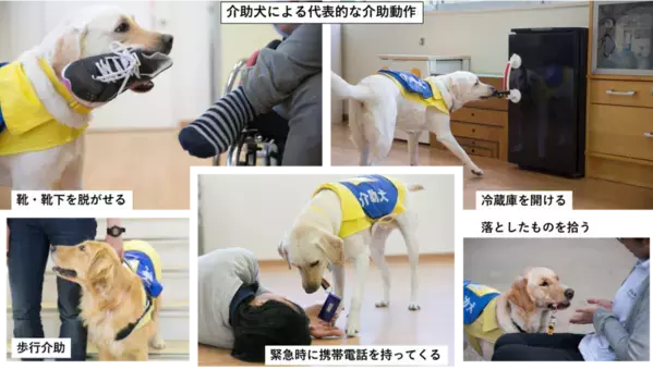日本介助犬協会が12月31日(火)23時59分まで　「ふるさと納税を活用したクラウドファンディング」を実施　～募集期間終了まで残りわずか～