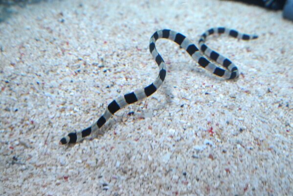 しながわ水族館「しな水のお正月2025」12月28日より開催　お正月をテーマに様々なイベントで新春をお祝い！