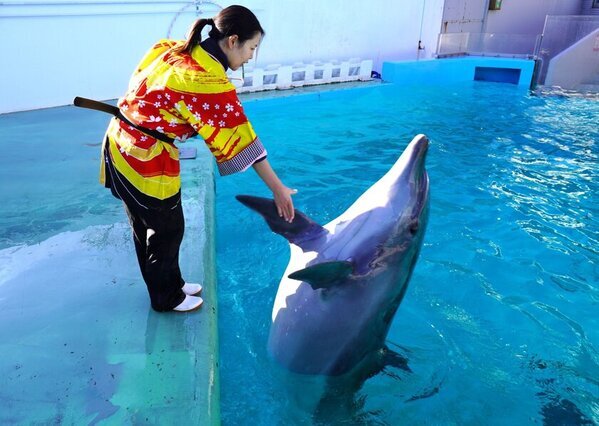 しながわ水族館「しな水のお正月2025」12月28日より開催　お正月をテーマに様々なイベントで新春をお祝い！