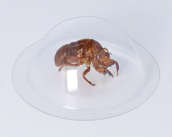 工作や自由研究、拾った宝物など大切な物を守るカプセル型シール『おもいでカプセル』が12月下旬に発売