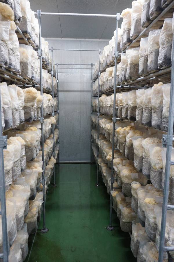 1日に必要なビタミンDが手軽に摂れる『花びら茸』を“食べるビタミンD(TM)”シリーズとして商品化　生鮮2種と味噌汁2種、スープ1種の販売を開始