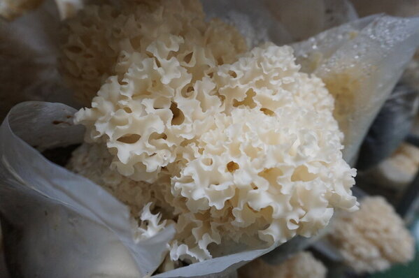 1日に必要なビタミンDが手軽に摂れる『花びら茸』を“食べるビタミンD(TM)”シリーズとして商品化　生鮮2種と味噌汁2種、スープ1種の販売を開始