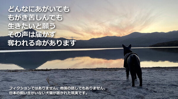 殺処分ゼロを願い、人と犬猫が共に「生きる」を目指す愛犬、愛猫コミュニティ施設応援プロジェクトをクラウドファンディングサイト「CAMPFIRE」で開始