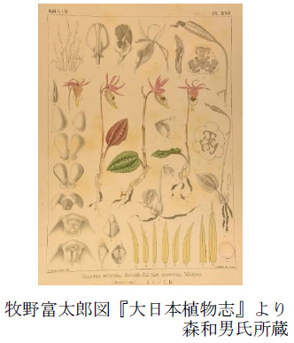 【六甲高山植物園】新イベント開催決定！憧れの高嶺の花々に出会える「え！こんな近くに？！高山植物」展