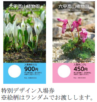 【六甲高山植物園】新イベント開催決定！憧れの高嶺の花々に出会える「え！こんな近くに？！高山植物」展