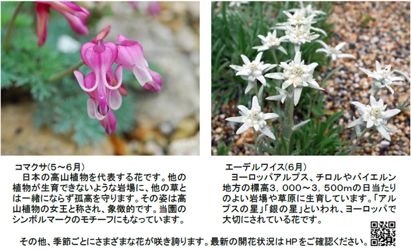 【六甲高山植物園】新イベント開催決定！憧れの高嶺の花々に出会える「え！こんな近くに？！高山植物」展