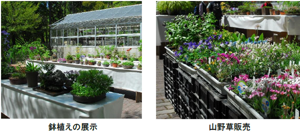 【六甲高山植物園】新イベント開催決定！憧れの高嶺の花々に出会える「え！こんな近くに？！高山植物」展