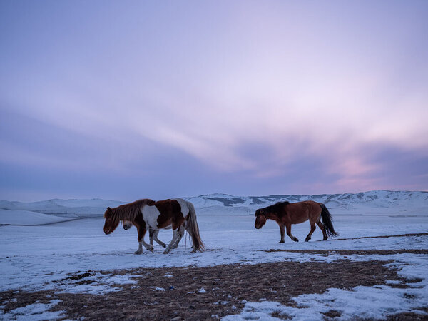 馬プラセンタ原液として『史上最高濃度※』を達成　常温保管可能な馬プラセンタ原料の販売開始