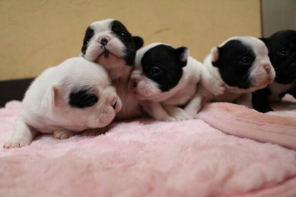 高齢者でも犬と暮らせる「セラピードッグ販売プラス」　冬のサンクスキャンペーンを12/26～1/26に開催