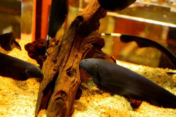 しながわ水族館、「水資源の循環」を分かりやすく表現した『アクアポニックス水槽』を公開！