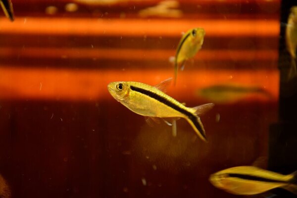 しながわ水族館、「水資源の循環」を分かりやすく表現した『アクアポニックス水槽』を公開！