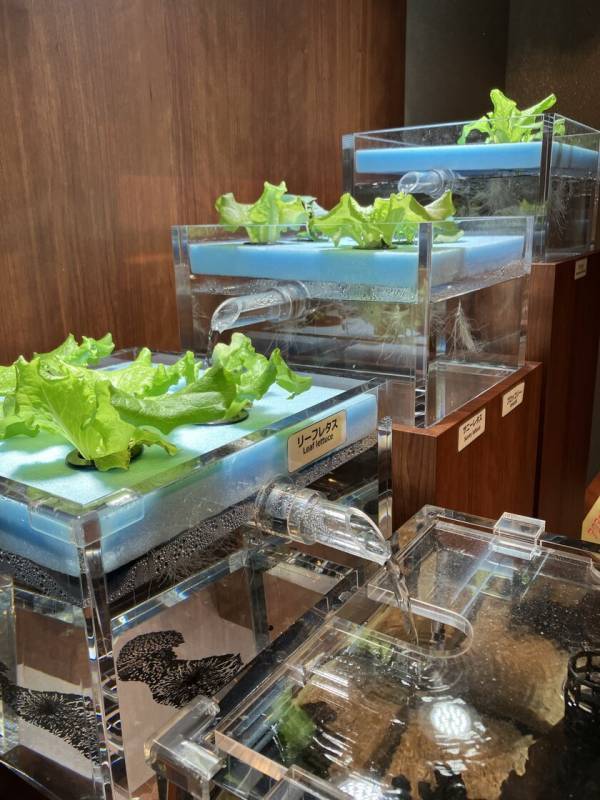 しながわ水族館、「水資源の循環」を分かりやすく表現した『アクアポニックス水槽』を公開！