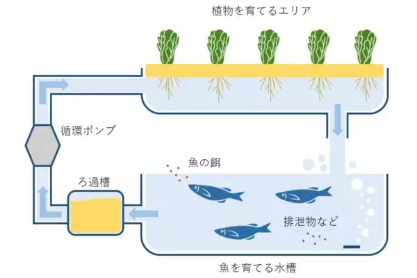 しながわ水族館、「水資源の循環」を分かりやすく表現した『アクアポニックス水槽』を公開！