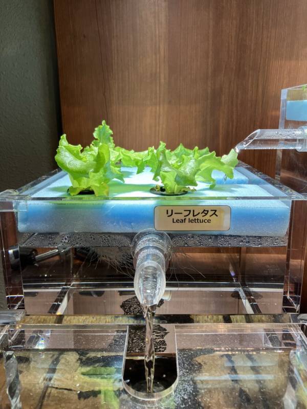 しながわ水族館、「水資源の循環」を分かりやすく表現した『アクアポニックス水槽』を公開！