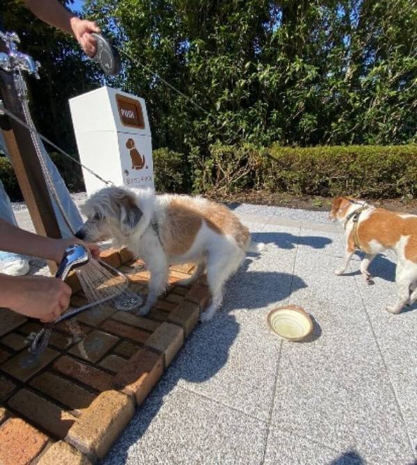 2024年12月21日(土)、「WORLDog!ふれんどりー」　わんちゃんとの同伴による、ご来園者が1万人を達成いたしました！