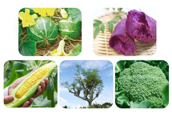 愛犬愛猫の【肝臓・関節・脳】の悩みにダイレクトに届く！大好評のサミーふりかけサプリシリーズ第三弾「サミーベジタブル」を発売！