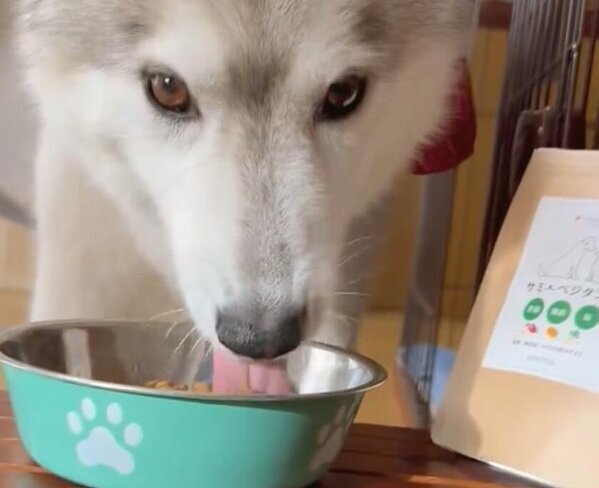 愛犬愛猫の【肝臓・関節・脳】の悩みにダイレクトに届く！大好評のサミーふりかけサプリシリーズ第三弾「サミーベジタブル」を発売！