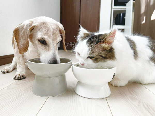 愛犬愛猫の【肝臓・関節・脳】の悩みにダイレクトに届く！大好評のサミーふりかけサプリシリーズ第三弾「サミーベジタブル」を発売！