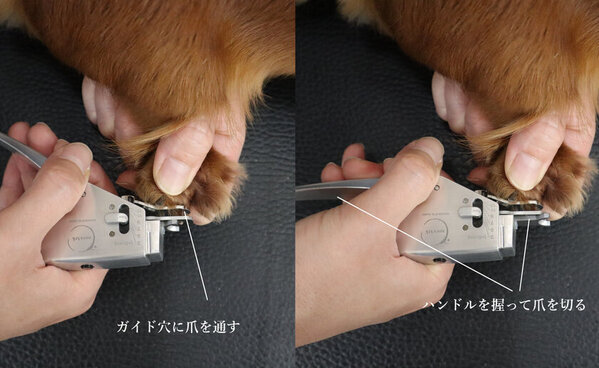 出血させることなくペットの爪を切ることが出来る「血管は切れないペット用爪切り」を2025年3月よりクラウドファンディングにて販売