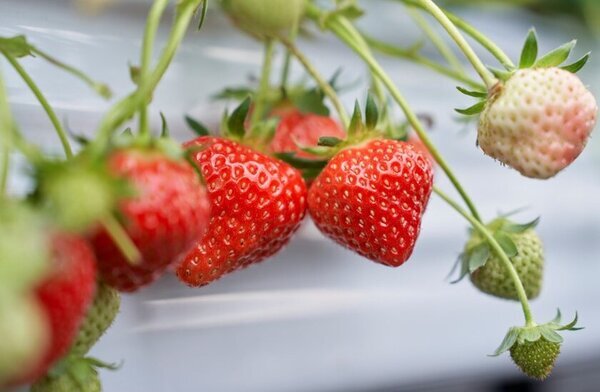 「あすかでいちごキャンペーン」1月15日より実施　奈良県明日香村の“いちご”を満喫しよう！
