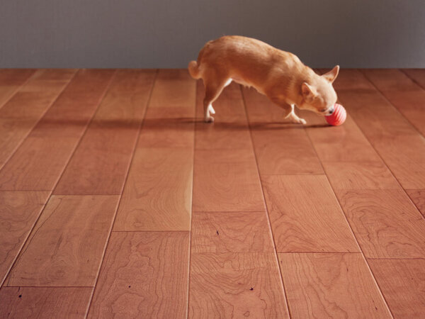 導入実績200,000m2！愛犬が滑りにくい天然木フローリングに挽き板の「Live Natural Premium for Dog」が新登場！