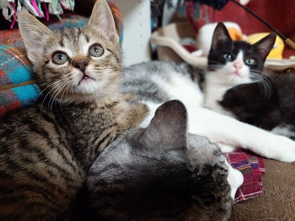 栃木県佐野市「仔猫の相談室Vita(ヴィータ)」が仔猫の里親様を探す活動を継続するためのクラウドファンディングを2月24日まで実施