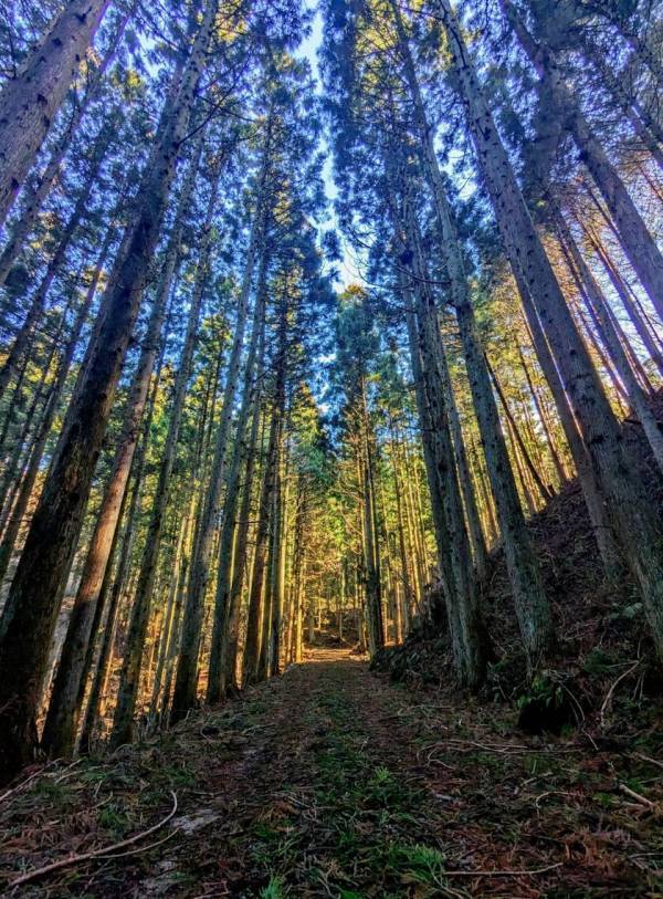 一般社団法人農林水産振興機構を立ち上げ　共にカーボンクレジット創造に取り組む会員の募集を開始