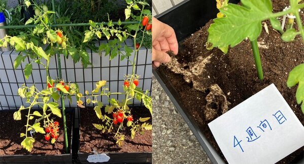 自然素材のカーテンを扱う『KURASIKU』から土に還る人気シリーズ「kami」の新商品が1/6発売！「和紙100％×編み」に挑戦！