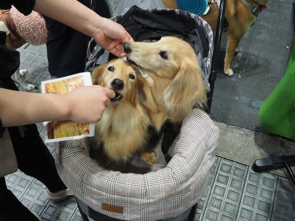 ペトハピ、ペット同伴で入場できる「Pet博2025横浜」(1/11～1/13開催)に出店！フードやお手入れ用品などを販売