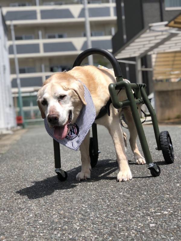 わん・ステップ、犬の車いすイージーオーダーを3月より開始　～愛犬の生活の質を向上させる革新的な犬の車いすが誕生～