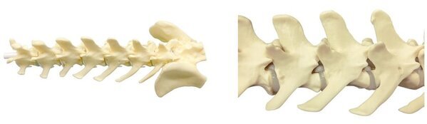 岐阜市のタナックが犬のヘルニア手術モデルなど、獣医師・愛玩動物看護師向け手技練習用シミュレータを新発売