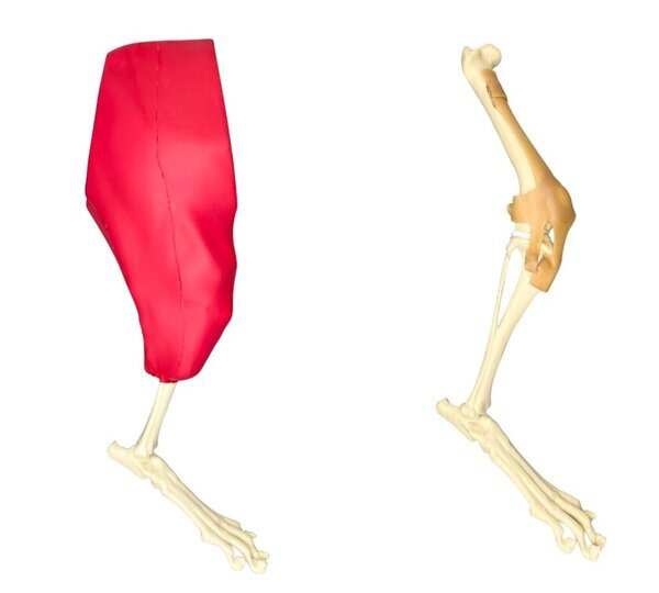 岐阜市のタナックが犬のヘルニア手術モデルなど、獣医師・愛玩動物看護師向け手技練習用シミュレータを新発売