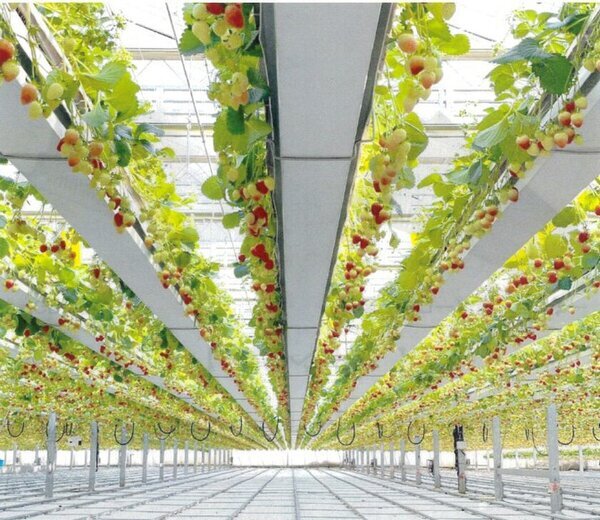 横浜市戸塚区の「the BERRY YOKOHAMA」が“空から降り注ぐ”天空のいちご狩りを1月21日からスタート！