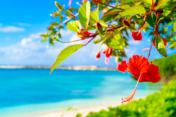 【最高級コラーゲンゼリー】美容と健康を支える「琉球 美・すっぽんぜりー」登場！公式オンラインショップ「さぽらいふ」にて販売開始！