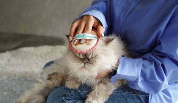 服についた抜け毛も取れる猫用グルーミングブラシ発売　猫舌によく似た触感のエチケットブラシ生地を使用