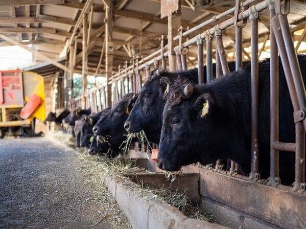 地元・愛知のブランド和牛と名古屋めしが夢のコラボ　開局55周年企画「名牛会～極上和牛グルメの祭典～」