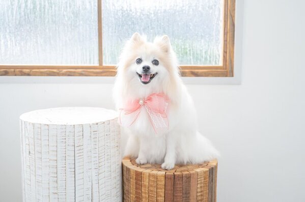 撮影参加者様全員『CUUN』掲載！！愛犬の魅力をプロが引き出す。愛犬「ヘアメイク付き写真撮影会」開催決定！