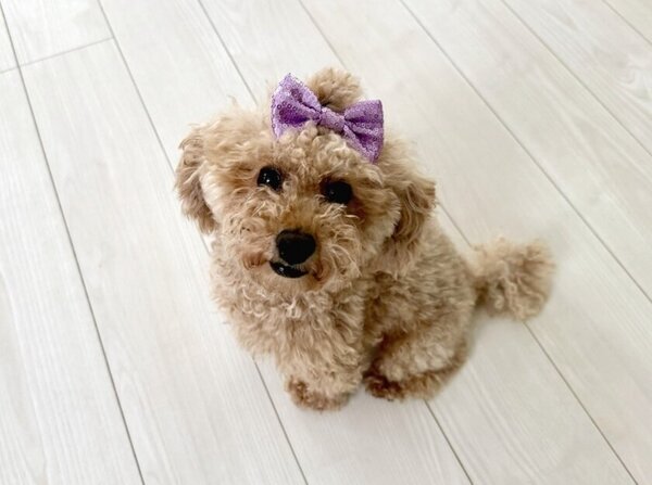 撮影参加者様全員『CUUN』掲載！！愛犬の魅力をプロが引き出す。愛犬「ヘアメイク付き写真撮影会」開催決定！