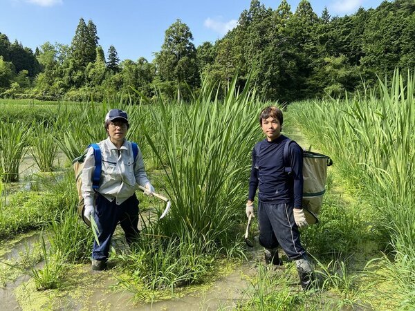 滋賀県の荒廃農地を真菰(まこも)で蘇らせたい！栄養素が豊富な「まこもパウダー《きぼう》」を開発、クラウドファンディングを2月28日まで実施