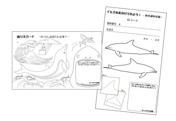 しながわ水族館「イルカがいるから御蔵島にいこう展」1月22日(水)～2月3日(月)開催！
