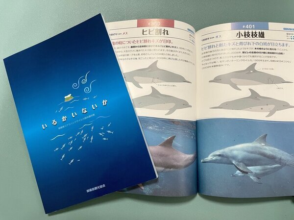 しながわ水族館「イルカがいるから御蔵島にいこう展」1月22日(水)～2月3日(月)開催！