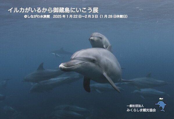 しながわ水族館「イルカがいるから御蔵島にいこう展」1月22日(水)～2月3日(月)開催！