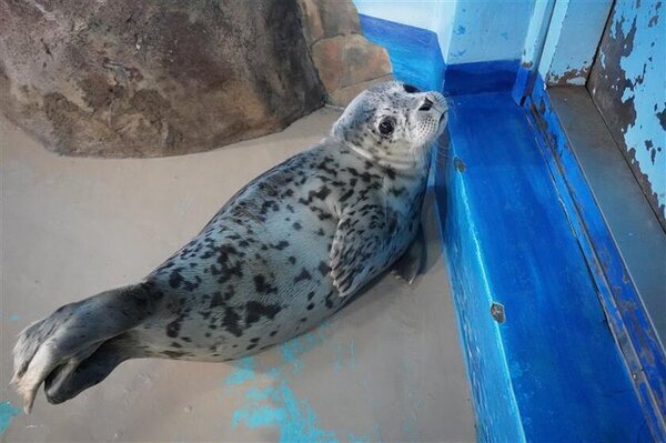 しながわ水族館生まれのゴマフアザラシ「しぶき」1歳の誕生日イベント「祝☆しぶき1歳誕生日」を開催！