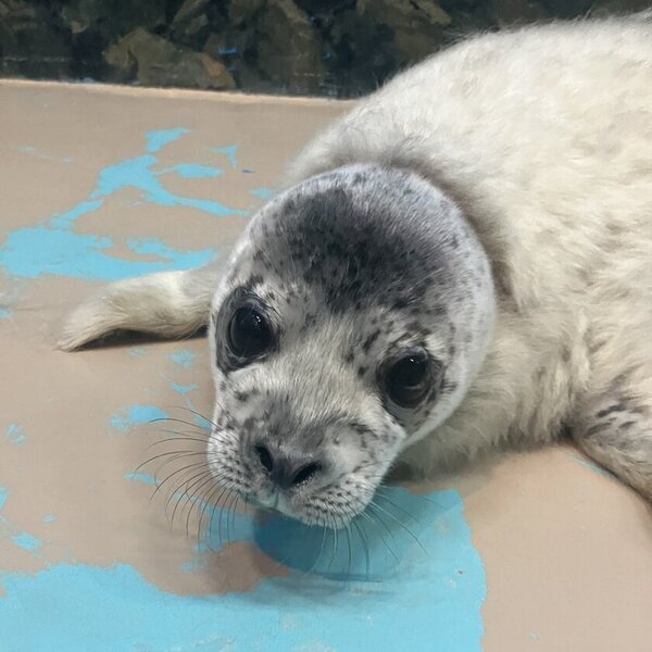 しながわ水族館生まれのゴマフアザラシ「しぶき」1歳の誕生日イベント「祝☆しぶき1歳誕生日」を開催！
