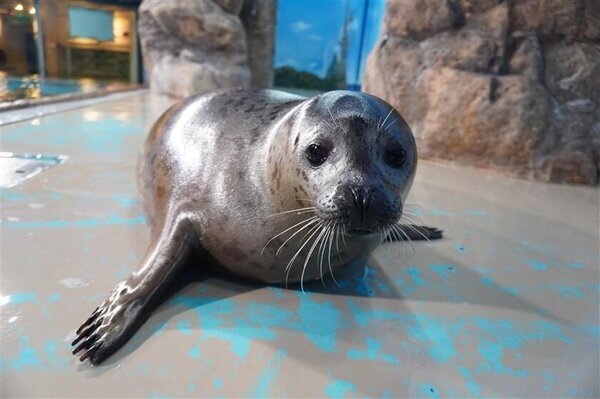 しながわ水族館生まれのゴマフアザラシ「しぶき」1歳の誕生日イベント「祝☆しぶき1歳誕生日」を開催！