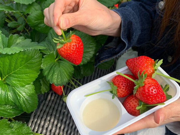 日光市のグランピングリゾート「ブリリアントヴィレッジ日光」オープン2周年を記念した特別プランを販売開始！