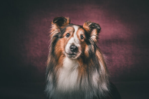 愛犬の写真をアートへと昇華　かけがえのない瞬間を収めた「犬の肖像美術写真展」とフォトグラファー・小林能伊氏の「アーティストトーク」を鎌倉・長谷【Atelier & Gallery一凛】にて2月に開催